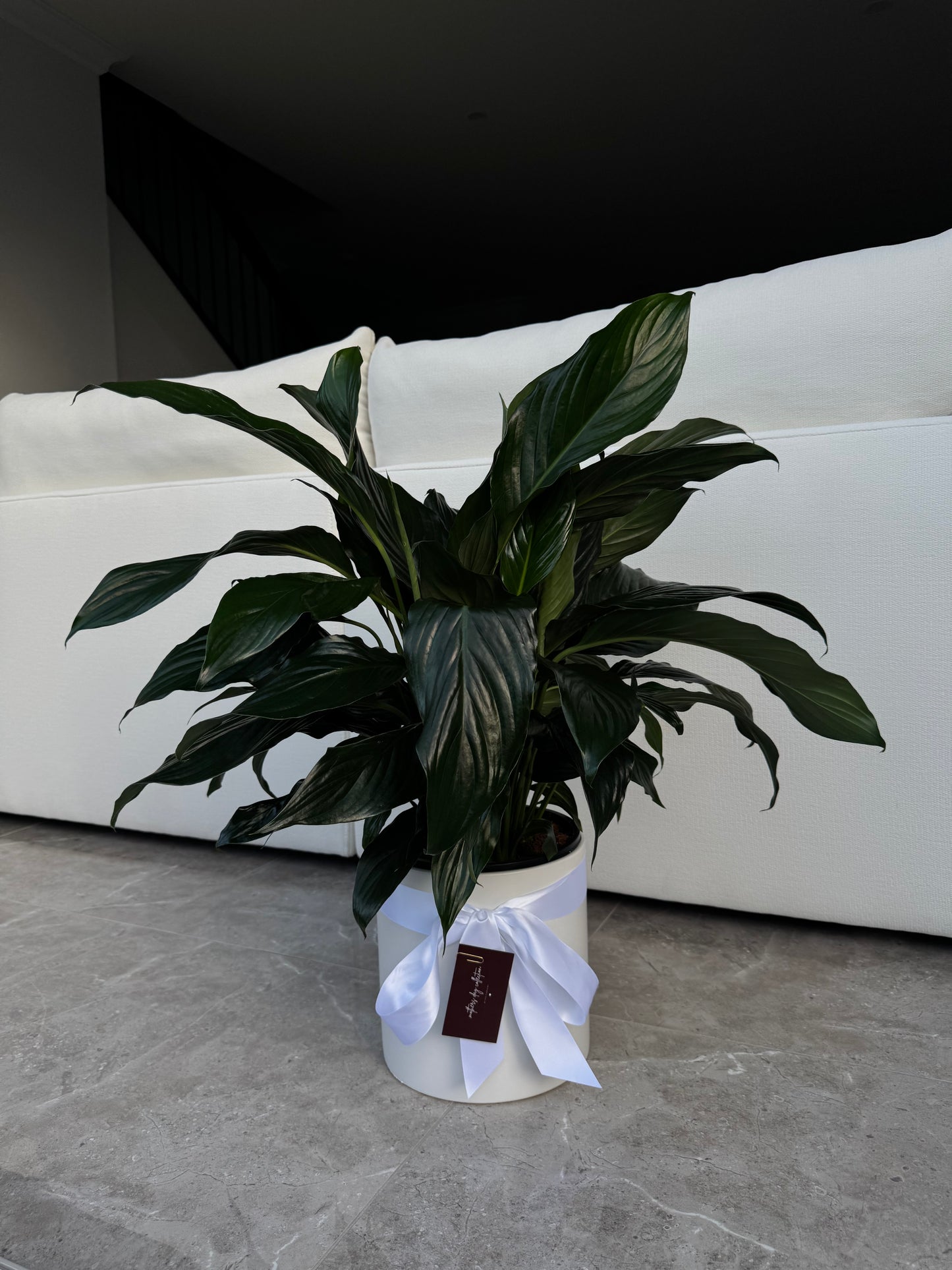 Peace Lily
