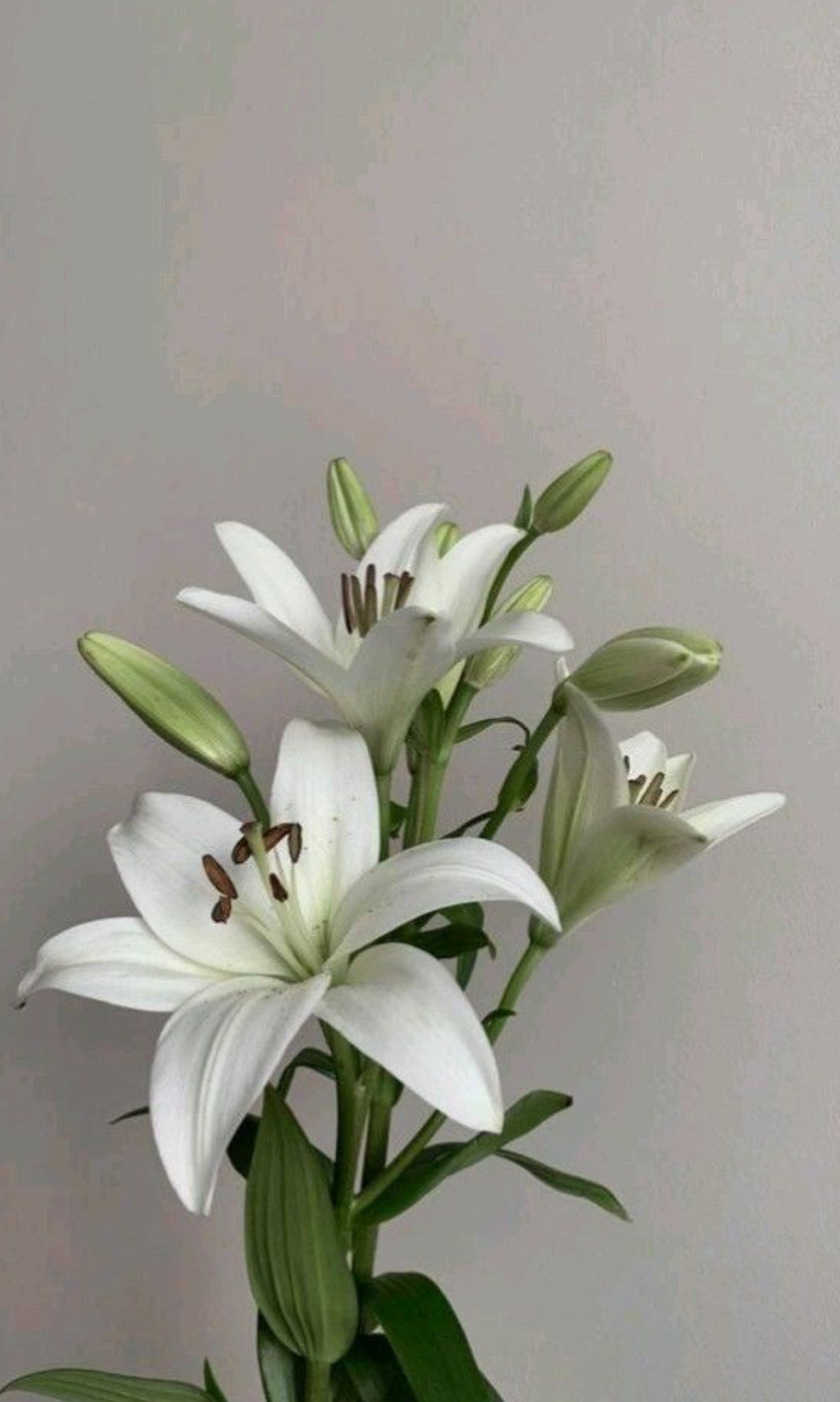 Timeless Lilies