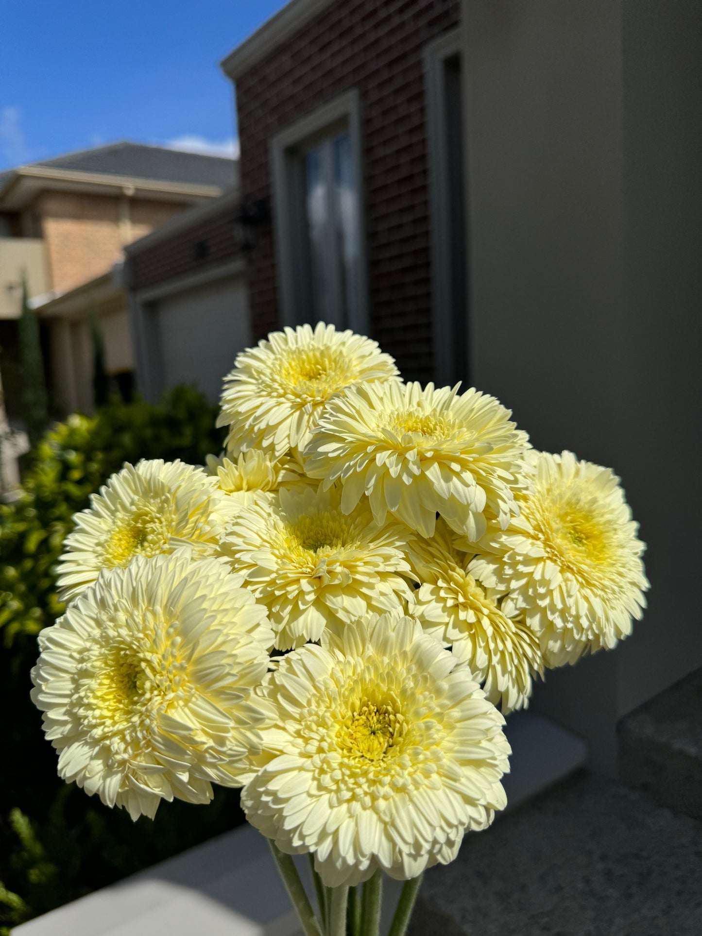 Timeless Mini Gerberas