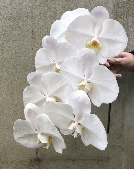 Timeless Phalaenopsis Orchid