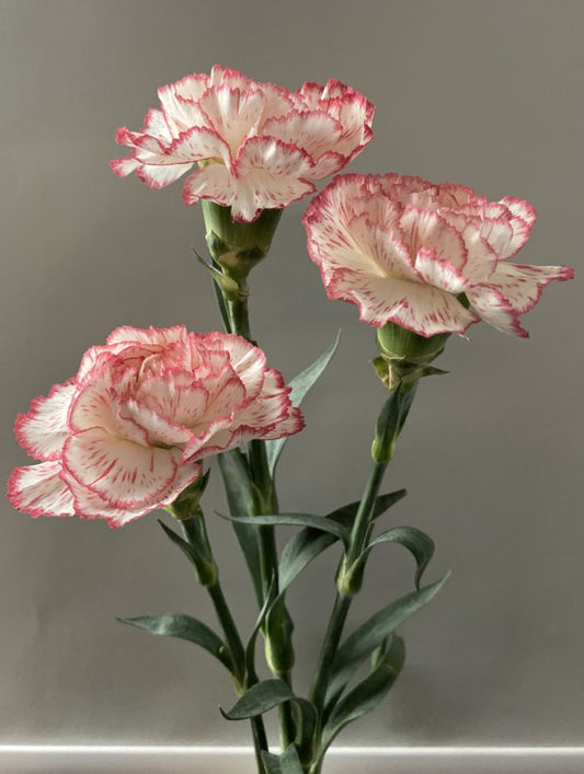 Timeless Carnations